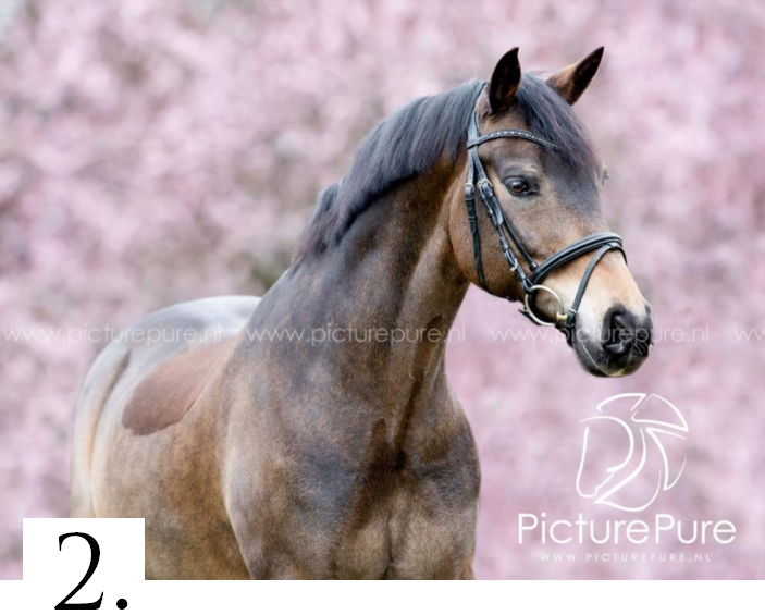 realiteit Weggelaten meisje HORSE SHOPPING: 10 leuke paarden die NU van jou kunnen zijn #11 -  EcoHippique